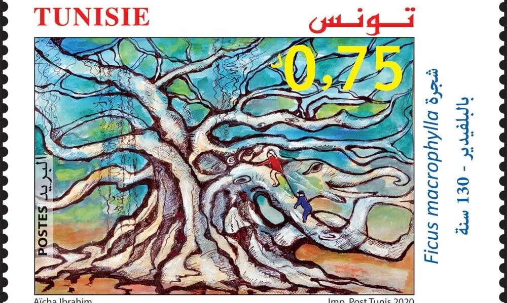 عمرها 130 سنة، البريد التونسي يُصدر طابعًا بريديًّا للتعريف بشجرة البلفيدير