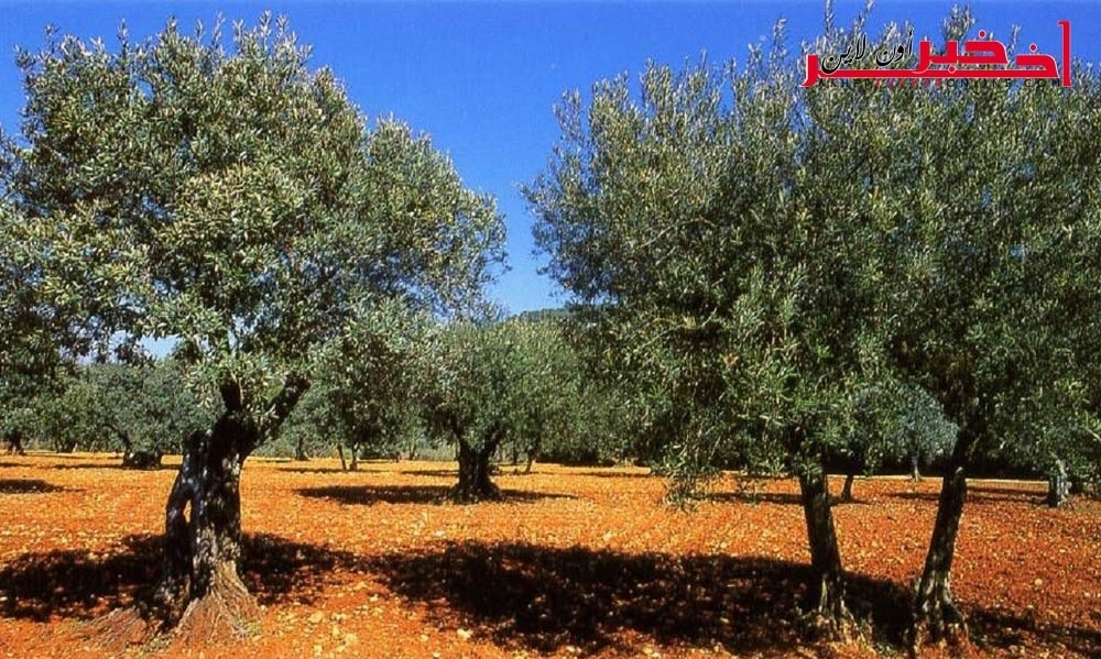 سيدي بوزيد: بسبب الأمطار، تضرّر أكثر من 4300 هكتار من الزياتين