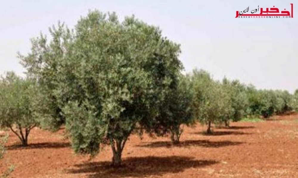  ندوة علمية - الأصناف التونسية من أشجار الزيتون يفوق عددها 140 صنفا