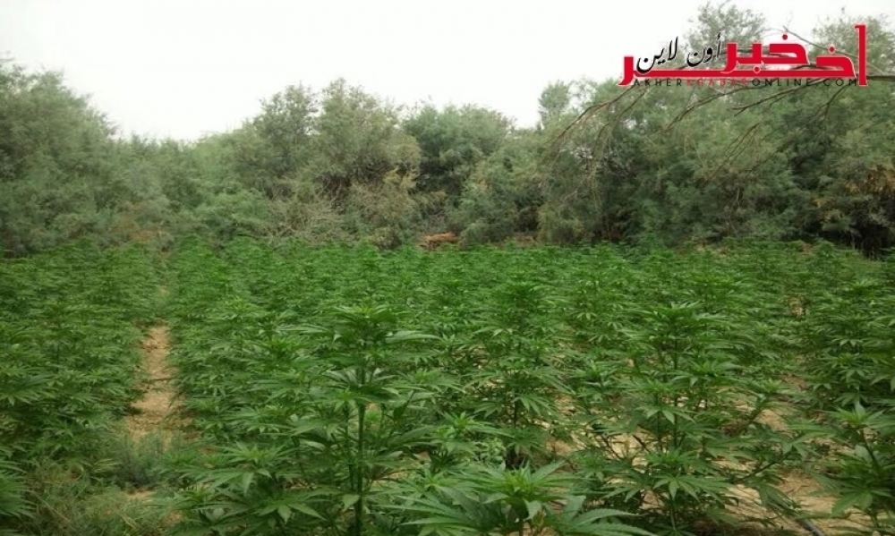 نابل /  الاحتفاظ  بفلاح و شريكه في  قضية زرع 1800 شجرة من مخدر "المارخوانا"