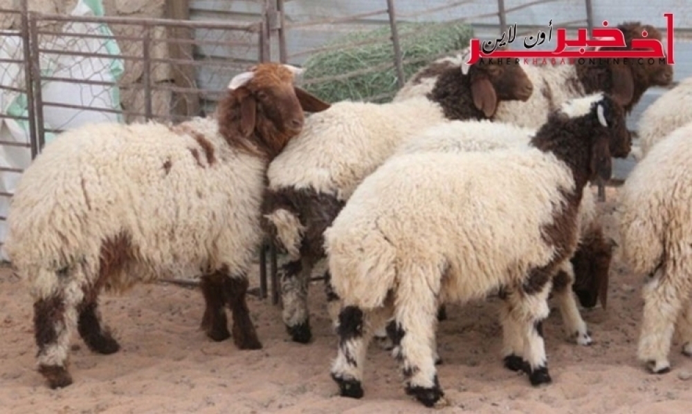 بالصّور- الآن /في حملة  كبرى  بالعاصمة و ضواحيها  : إزالة  فورية لقُرابة  80 نقطة فوضوية لبيع الخِرفان