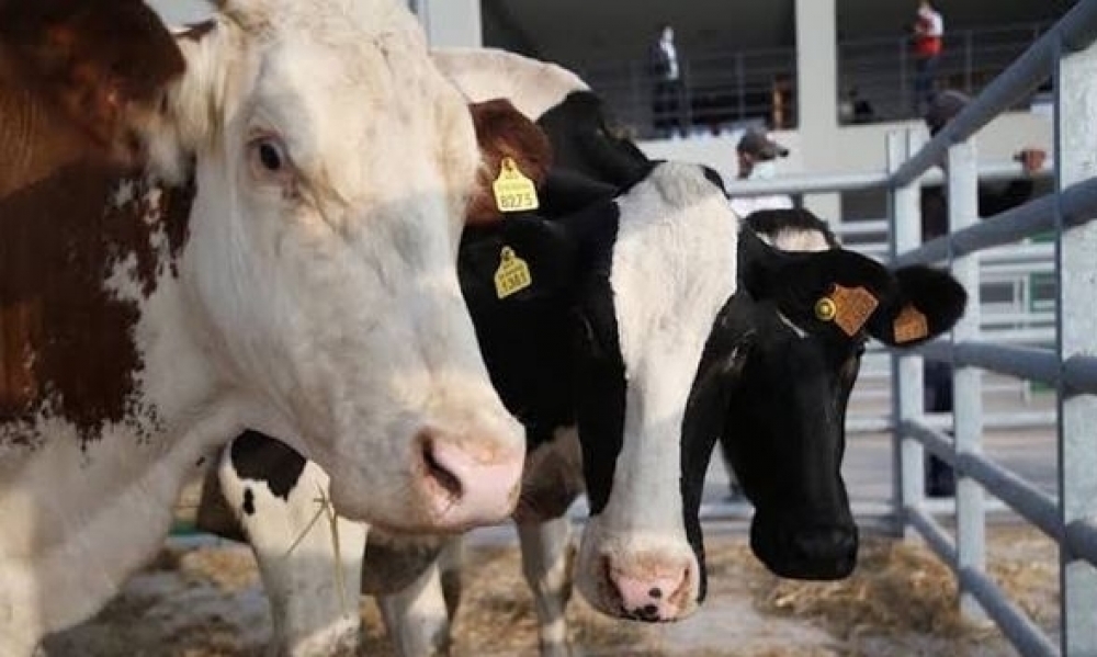 وزارة الفلاحة توضح بخصوص مرض الجلد العقدي المعدي عند الأبقار