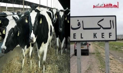 الكاف/ استرجاع 80 راس  من الابقار  المسروقة 