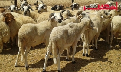  الرقاب / الإطاحة بعصابة لسرقة الأغنام ..و حجز أكثر من 100 رأس 