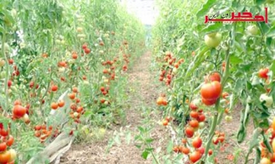  تراجع مساحات إنتاج الطماطم بنسبة 50% و مشاكل عميقة على مستوى منظومة تحويلها