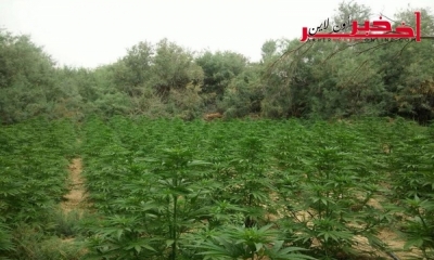 نابل /  الاحتفاظ  بفلاح و شريكه في  قضية زرع 1800 شجرة من مخدر "المارخوانا"