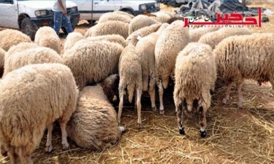 رئيس الإتحاد الجهوي للفلاحة بسيدي بوزيد: 300 ألف رأس غنم معروضة خلال عيد الإضحى