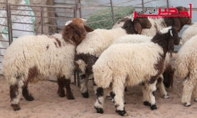 بالصّور- الآن /في حملة  كبرى  بالعاصمة و ضواحيها  : إزالة  فورية لقُرابة  80 نقطة فوضوية لبيع الخِرفان