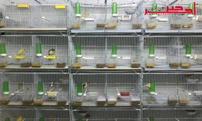 الكاف / إحباط تهريب 400 عصفور من الجزائر