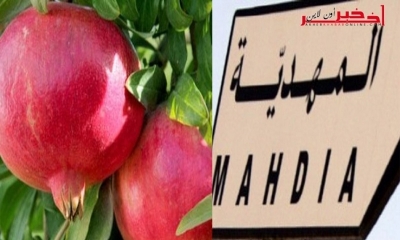 المهدية /  رئيس وحدة الإنتاج النباتي بمندوبية الفلاحة لـ"آخر خبر أونلاين " : تمّ إقتناء 10 آلاف شتلة رمّان لهذه الأسباب