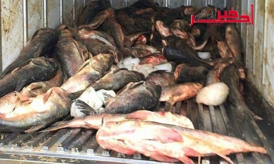 بالصّور / اشتراها من سوق هراس بالجزائر لبيعها في الحمّامات : حجز 1.400 طن من الأسماك المتعفّنة 