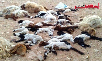 المنستير / حادث مرورٍ يتسبّب في نفوق 20 رأس غنمٍ