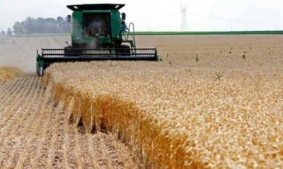 دراسة: تونس يمكن أن تخسر ثلث محصولها من الزياتين و350 ألف طن من الحبوب في هذه الحالة