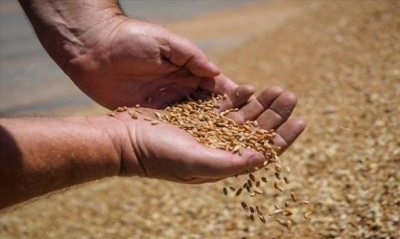 وزارة الفلاحة تحدد سعر قبول الحبوب