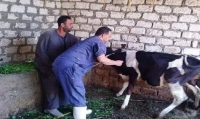 اتحاد الفلاحة يحذّر من مرض حيواني مُعدٍ ظهر في الجزائر و يدعو إلى منع وصوله إلى تونس