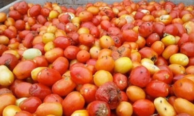 زغوان: حجز وإتلاف حواليْ 17 طن من الطماطم المتعفّنة بالناظور