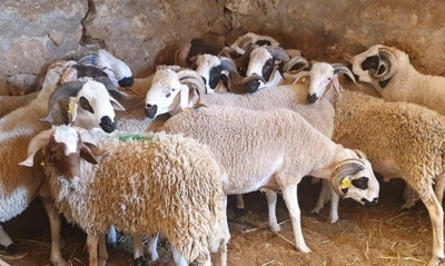 مدير عام ديوان تربية الماشية: 'أسعار الأضاحي لن تختلف عن عيد الأضحى الفارط'